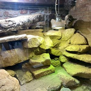 Reptile House - Pancake tortoise exhibit 010721