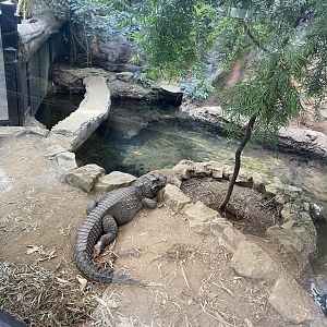 Reptile House - Western dwarf crocodile exhibit 010721