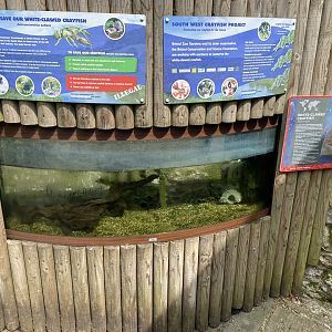 Aquarium - White-clawed crayfish exhibit 010721