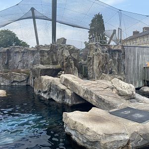 South American fur seal exhibit 010721