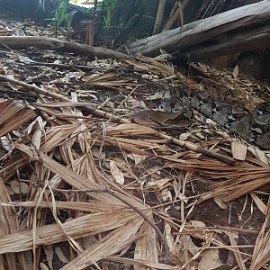 Reticulated Python (Malayopython reticulatus)