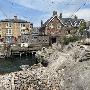African penguin and Inca tern enclosure 010721