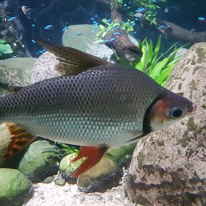 Flagtail Characin (Semaprochilodus insignis)