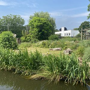 Western lowland gorilla enclosure outdoors 010721