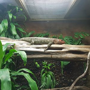 Caiman Lizard (Dracaena guianensis)