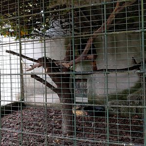 Himalayan Monal Aviary