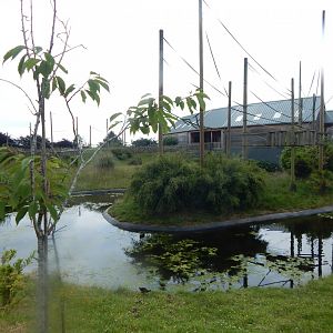 Gibbon Forest 020721