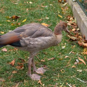 Adolescent Egyptian Goose