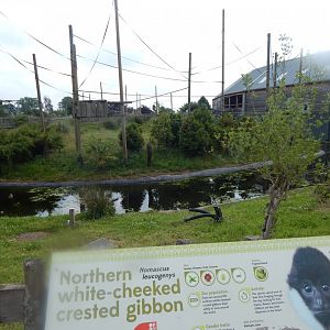 Gibbon Forest - Northern white-cheeked gibbon outdoors 020721