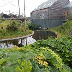 Gibbon Forest 020721