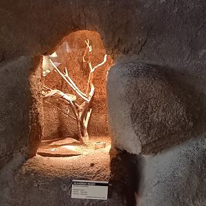 Enclosure Rufous egg-eating snake