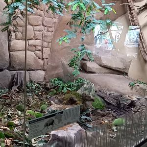 Enclosure Black and rufous sengi