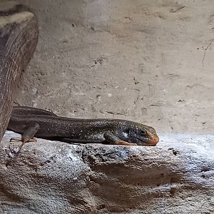 Vaillant's mabuya - Chioninia vaillantii