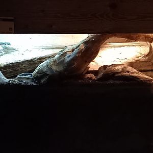 Enclosure Vaillant's mabuya