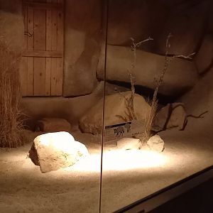 Indoor-enclosure Bat-eared fox