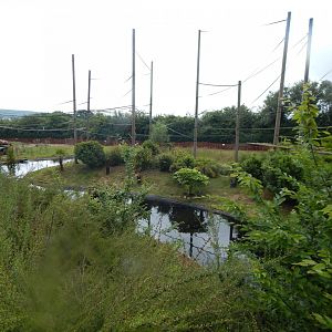 Gibbon Forest 020721