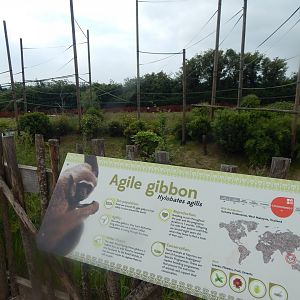 Gibbon Forest - Agile gibbon outdoors 020721