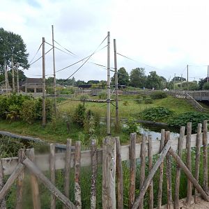 Gibbon Forest 020721