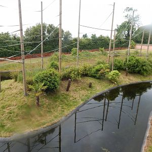 Gibbon Forest 020721