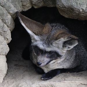 Bat-eared fox in outdoor-enclosure