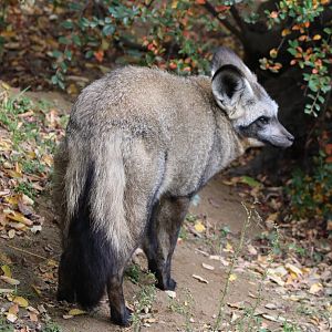 Bat-eared fox in outdoor-enclosure