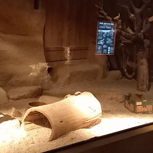 Indoor-enclosure Honey badgar