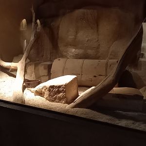 Indoor-enclosure Honey badgar