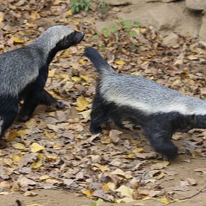 Honey badgars in outdoor-enclosure