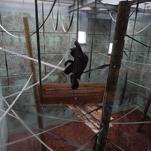 Gibbon Forest - Siamang indoors 020721