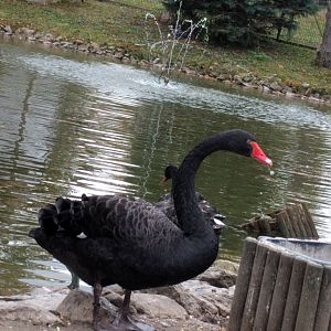 Black Swan