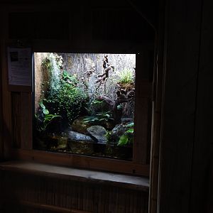 Gibbon Forest - Chinese crocodile lizard exhibit 020721
