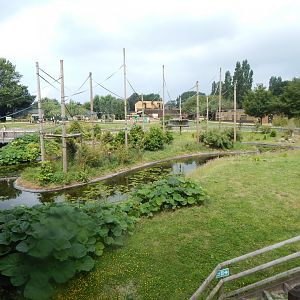 Gibbon Forest 020721