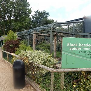 Black-headed spider monkey enclosure 020721