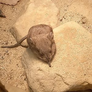 Karoo round-eared elephant-shrew