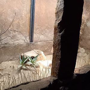 Enclosure Karoo round-eared elephant-shrew