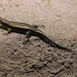 Five-lined skink - Trachylepis margaritifera
