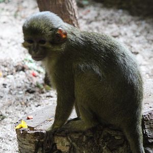 Northern talapoin / Gabon talapoin