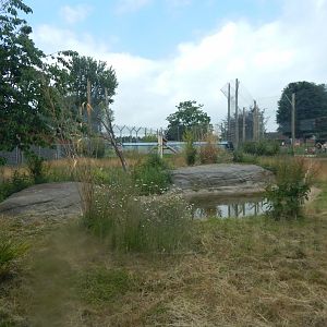 Sumatran tiger enclosure 020721