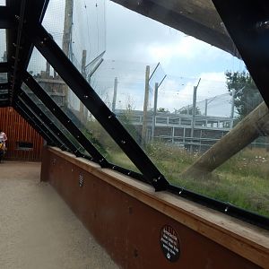Sumatran tiger enclosure 020721