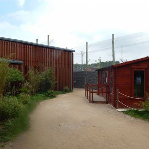 Sumatran tiger enclosure 020721