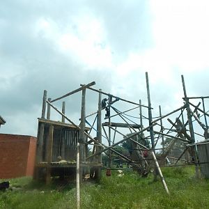 Bonobo exhibit 020721