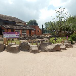 Aldabra giant tortoise exhibit 020721