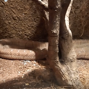 Rufous egg-eating snake - Dasypeltis medici