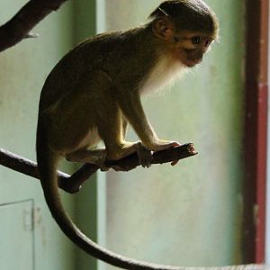 Juvenile Northern talapoin / Gabon talapoin