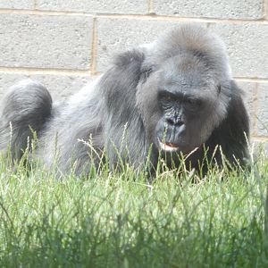 Western lowland gorilla 020721