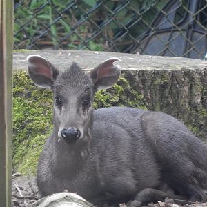 Michie's tufted deer 020721