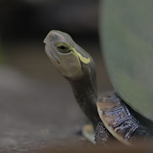 Yellow-margined box turle, hatchling