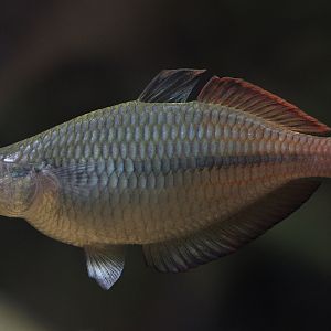 Barred rainbowfish