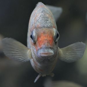 Kotsovato cichlid