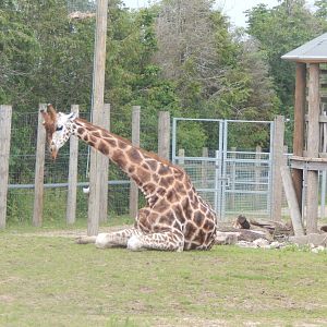Reticulated giraffe 020721